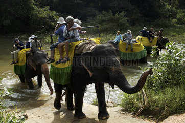 Harbarana  elephant safari for tourists