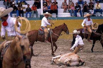 Charreria ( Kind of rodeo  cattle roundup )  Instalacci__n de Charros de Jalisco  Guadalajara  Mexico. Cowboy  cowherd  herdsman  horses  to capture  capturing the ox  to entwine  to enlace  entwining  enlacing the bull  enlacing the cow