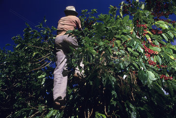Brazil. Coffee harvesting. Black worker.