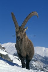 Portrait of a male Ibex in the snow Vanoise NP