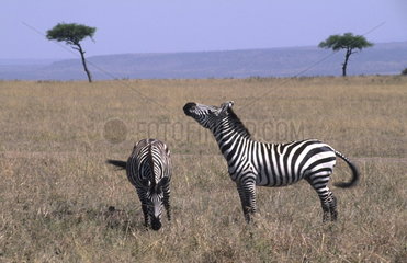 Safari in Kenya Africa with wild zebra roaming the jungle