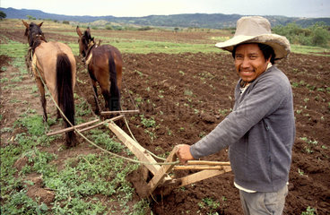 Mexico; a farmer ploughing the land with two horses  leaning on his wooden plough
