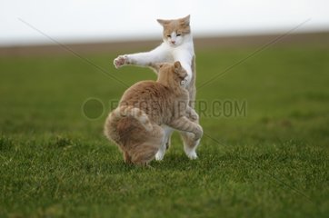 Männliche europäische Katzen spielen in einem Garten Frankreich