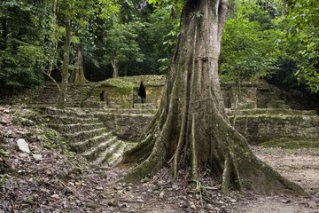 Maya temple ruin in the tropical forest Mexico