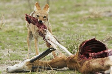 Black-backed Jackal eating a carcass of Springbok Etosha NP