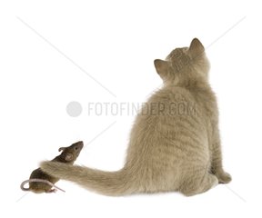Gray cat and mouse near its tail