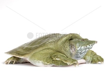 Chinese Softshell Turtle in studio