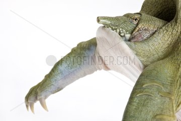 Portrait of a Chinese Softshell Turtle in studio