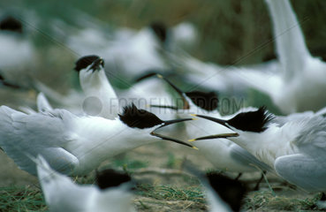Rottumerplaat a colony of sandwich terns