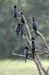 Wilpattu National Park  cormorants