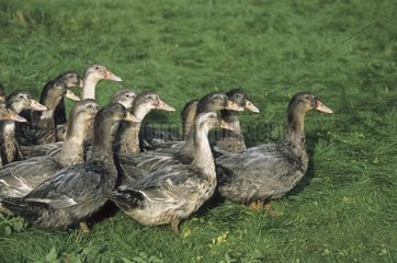 Mulard Enten für die Herstellung von Foie Gras
