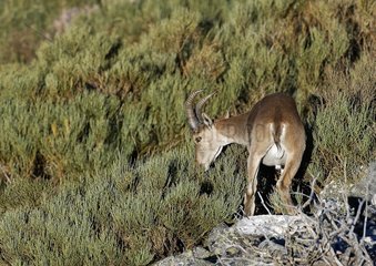 Spanish Ibex male young Sierra of Gredos Spain