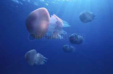 Group of Jellyfishes swimming