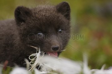 Arctic fox cub biting a feather Iceland
