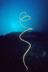 Korallenzweig in der schwarzen Spirale Mayotte