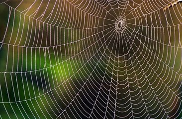 Tau auf einem Spinnweb Haute-Savoie Frankreich