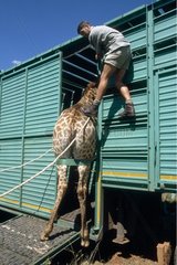 Captured giraffe returning in a truck South Africa