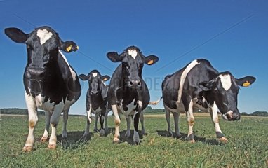 Génisses Prim'Holstein au pré