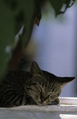Portrait of a Cat sleeping on a small wall Bangkok Thailand