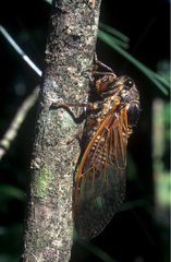 Red Cicada posed on a trunk France