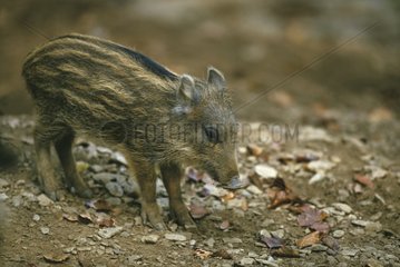 Young wild boar in France