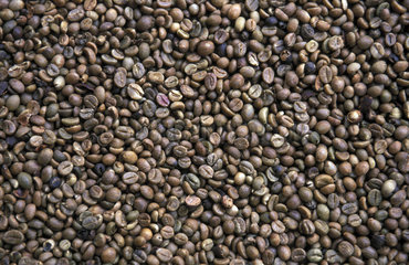 Dried and sorted coffee beans