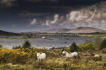 Horses and irish landscape Connemara county Galway Ireland