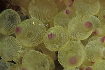 Glühbirnen -Tentakel Sea Anemone Bali Indonesien