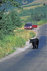 Ours noir traversant une route devant une voiture Canada