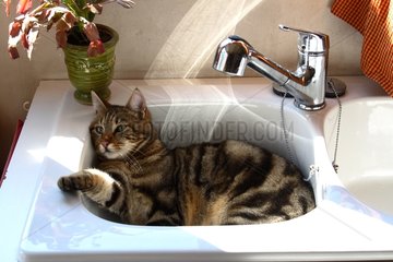 Cat lying in a kitchen sink