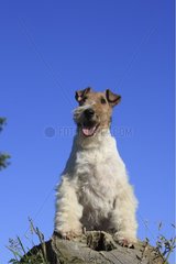 Wire Fox terrier careful on a stump France