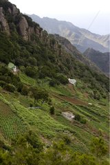 Terrace cultivation Tenerife Canary Islands