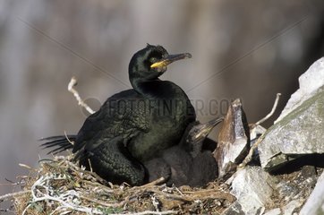 European Shag on nest with its young