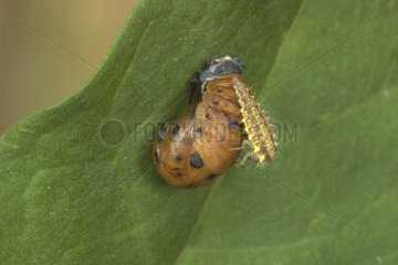 Nymph of sevenspotted Ladybird attacked by an insect larva