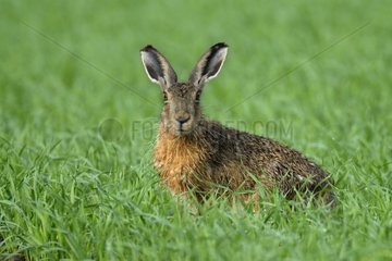 Portrait of a European Hare in a grain field Germany