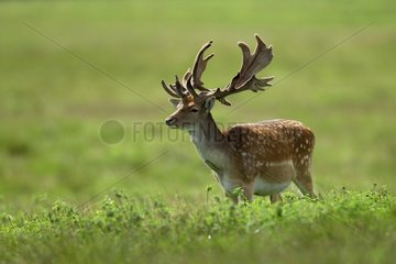 Fallow deer on meadow Denmark