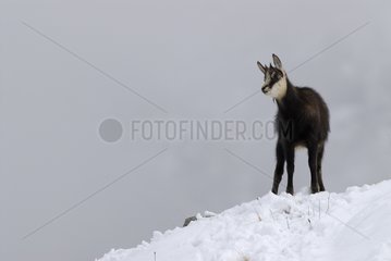 Young Chamois in the snow Gran Paradiso NP Italy