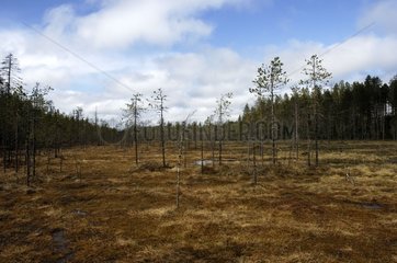 Taïga -Landschaft in Finnland