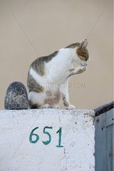 Domestic Cat grooming on a wall Cyclades islands Greece