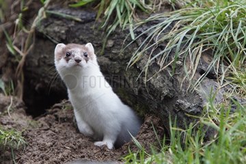 Ermine coming out a den Great Britain