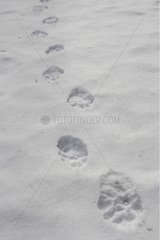 Traces of Wolverine on snow Kuhmo Kainuu Finland