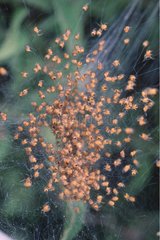 Young spiders in their webs after hatching Sardinia