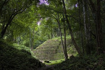 Maya ruins discovery in the tropical forest Mexico