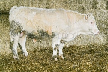 Charolais grazing calf in bad condition France