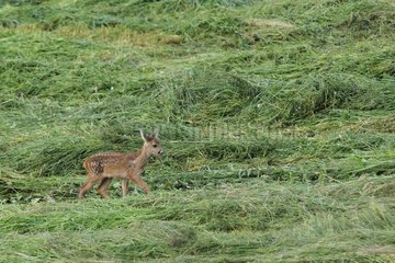 European Roe Deer fawn in a meadow just been mown France
