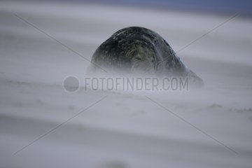 Gray Seal resting on the sand Iceland