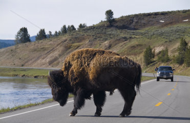 Buffalo bison in the middle of the road in the wild in Yellowstone National Park from auto close up and personal
