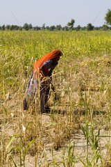 Woman working hard in field with sari in rural area near Jodhpur Rajasthan India