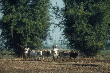 NEPAL : Terai  Meghauli region. Tharu farmers are spring plowing. The woman walking in the freshly made furrow is dropping seeds into them. The big stands of bamboo are grown for building material.