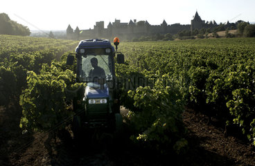 Carcassonne  a farmer is working with his tractor in the vineyards outside the walls of the medieval city